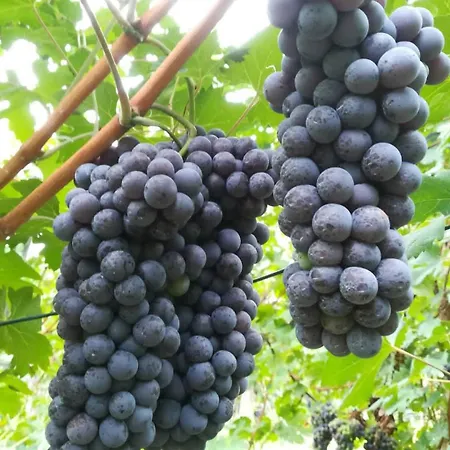 Arbule & Valtellina Gospodarstwo agroturystyczne Poggiridenti